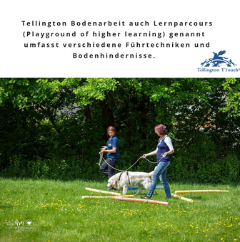 Tellington TTouch Training für Hunde