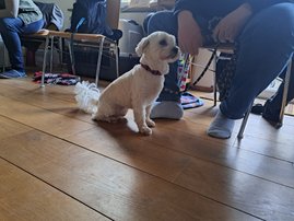 Hund Seminar