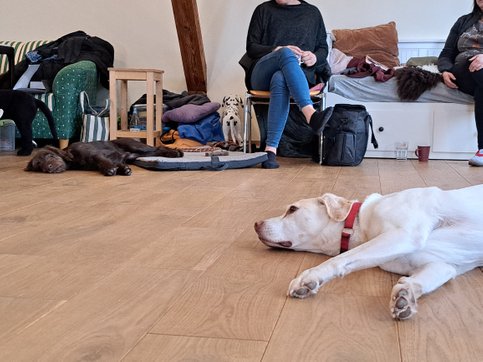 Seminar Tellington TTouch Siegen - entspannter Hund