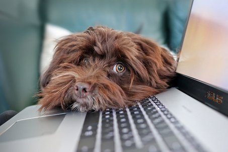 Online Seminare für Hunde / Welpen Seminare Online