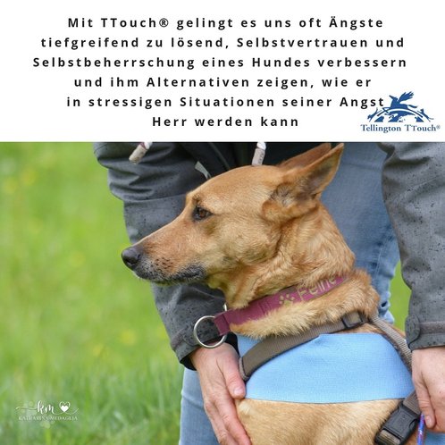 Tellington TTouch Methode für Hunde bei Angst 