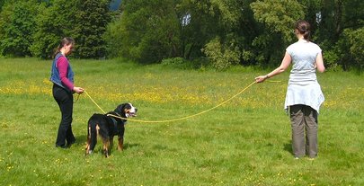 Tellington TTouch Methode - Bodenarbeit mit Angsthund