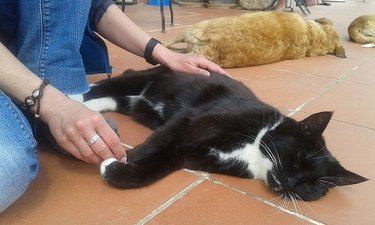 Tellington TTouch bei Katzen - Krallenpflege