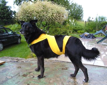 Tellington Körperband für Hunde bei Angst vor Gewitter